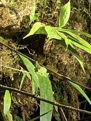 Chimerella mariaelenae