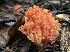 Ramaria stuntzii
