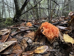 Ramaria stuntzii