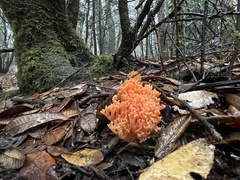 Ramaria stuntzii