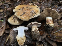 Glaucopodes