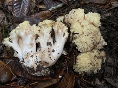 Ramaria rubiginosa