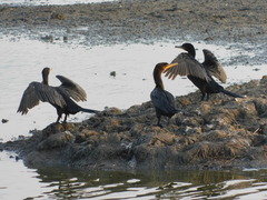 Nannopterum brasilianum