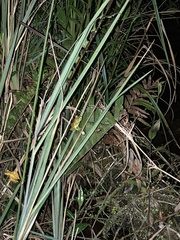 Boana cinerascens