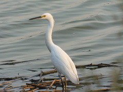 Egretta thula