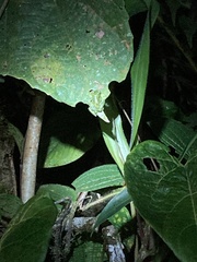 Chimerella mariaelenae