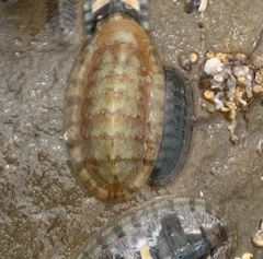Chitonoidea
