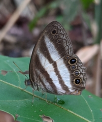 Pareuptychia hesionides