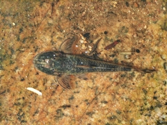 Neoplecostomus paranensis