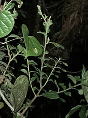 Chimerella mariaelenae