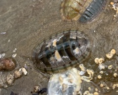 Chitonoidea