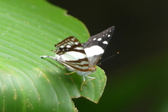 Dodona deodata