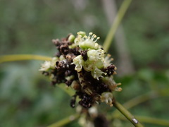 Lepidocupania glomeriflora