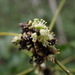 Lepidocupania glomeriflora - Photo (c) Shankar Meyer, osa oikeuksista pidätetään (CC BY-NC), lähettänyt Shankar Meyer