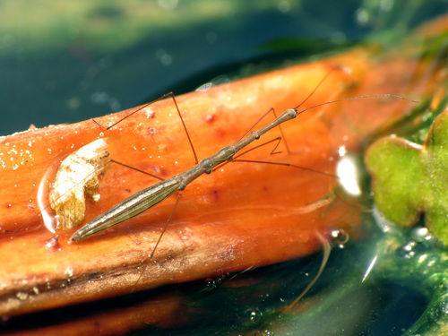 Hydrometra martini Kirkaldy, 1900