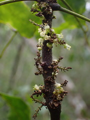 Lepidocupania glomeriflora
