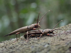 Enicodes fichteli