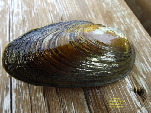 Newfoundland Floater