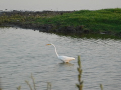 Ardea alba