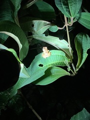 Dendropsophus parviceps