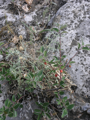 Cotoneaster alaunicus