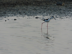 Himantopus mexicanus