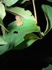 Dendropsophus parviceps