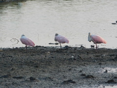 Platalea ajaja