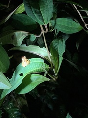 Dendropsophus parviceps