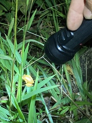 Dendropsophus sarayacuensis