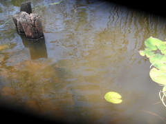 Potamorrhaphis eigenmanni