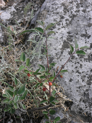 Cotoneaster alaunicus