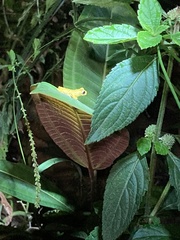 Dendropsophus parviceps