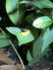 Dendropsophus parviceps