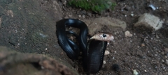 Naja sputatrix