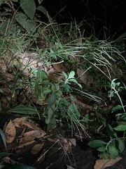 Dendropsophus parviceps