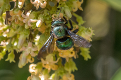 Xylocopa bombylans