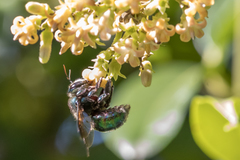 Xylocopa bombylans