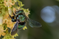 Xylocopa bombylans