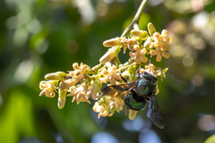 Xylocopa bombylans