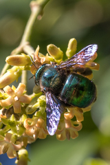 Xylocopa bombylans