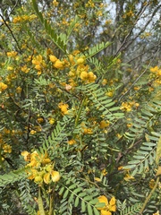 Senna coronilloides