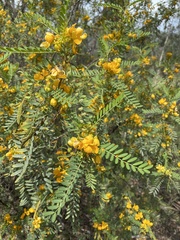 Senna coronilloides