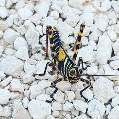 Tropidacris cristata