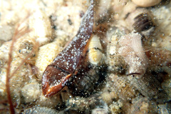 Baseodiscus delineatus