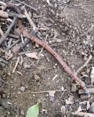 Tantilla supracincta