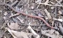 Tantilla supracincta