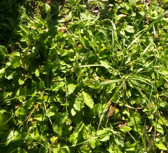Acmella oppositifolia