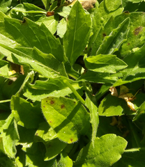 Acmella oppositifolia