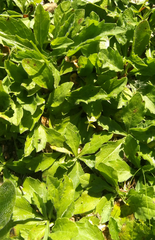 Acmella oppositifolia